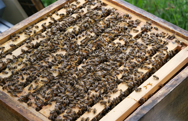 Bienen in Sommer am herumtummeln und arbeiten.
