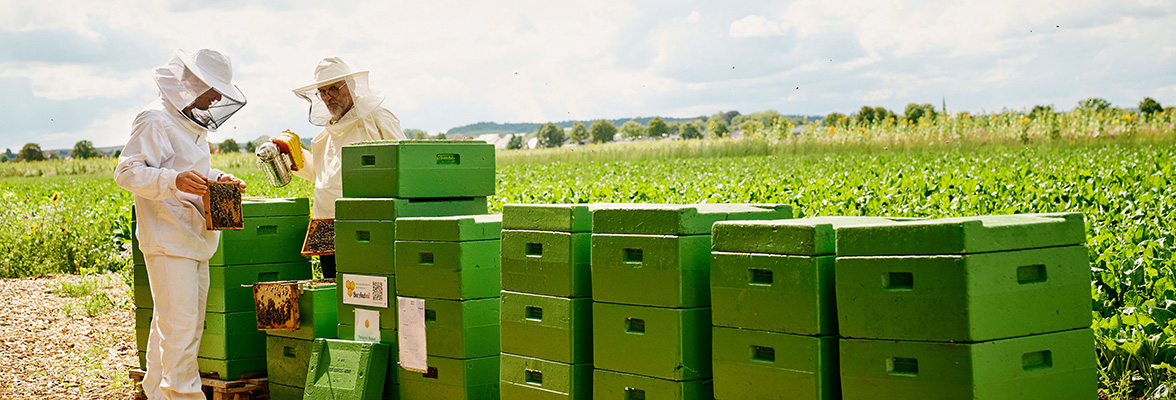 Zwei Imker nutzen bei der Honigproduktion die smarten Bienenstöcke von BeeAndme