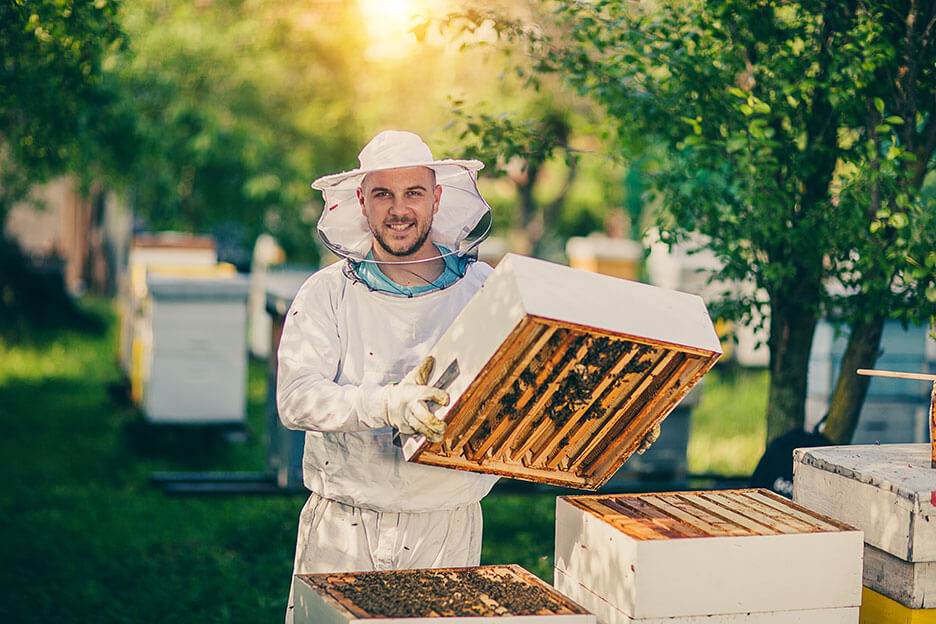 Imker vor geöffnetem Bienenstock auf einer Streuobstwiese