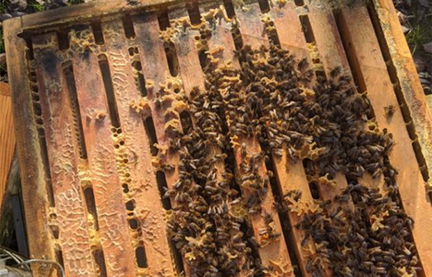 Bienen im Winter eng zusammengekuschelt, um sich warmzuhalten.